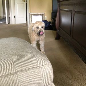 Meet your Posher, Frank